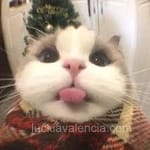 Avatar de Ismael Ceballos