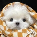 Avatar de Julia Morales